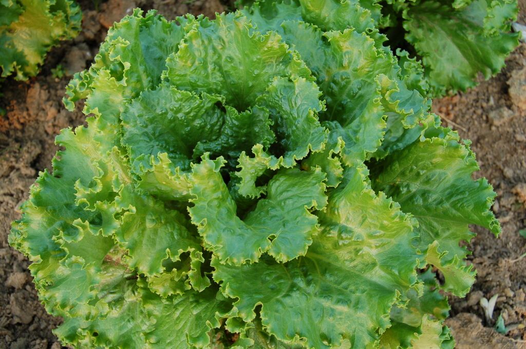 Organic Lettony, Lactuca sativa  .100 grams